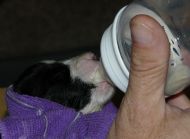 Josu being bottle fed